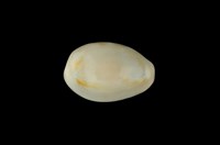 藏品(金環寶螺)的圖片